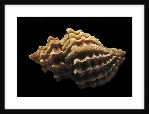 Nucella lamellosa by Anonymous