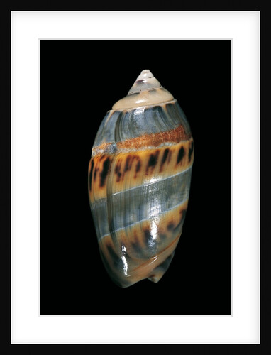 Olivancillaria gibbosa by Anonymous