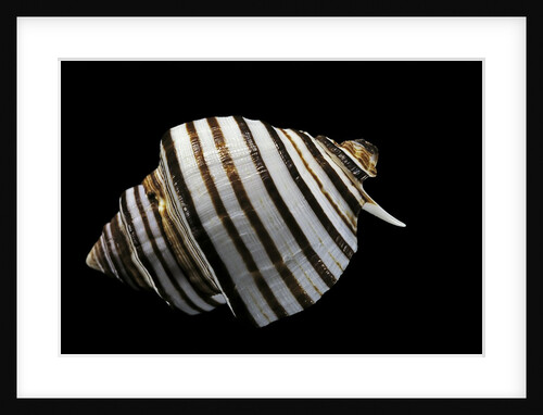 Opeatostoma pseudodon by Anonymous