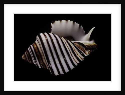 Opeatostoma pseudodon by Anonymous