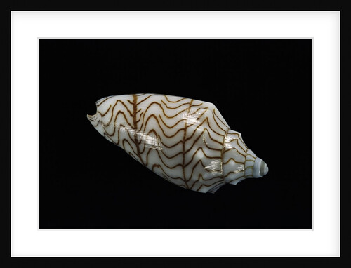 Paramoria guntheri by Anonymous