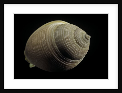 Phalium craticulatum by Anonymous