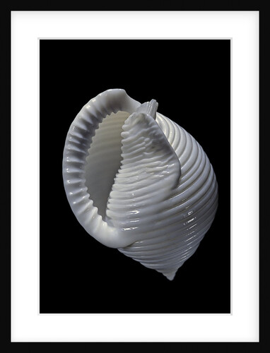 Phalium umbilicatum by Anonymous