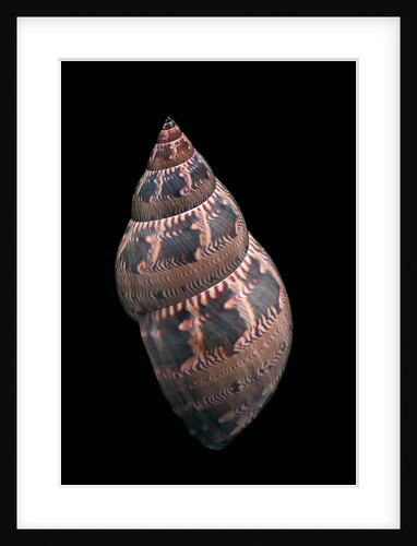 Phasianella australis by Anonymous