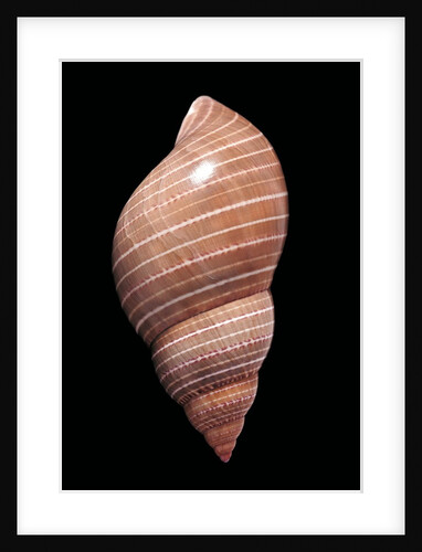 Phasianella australis by Anonymous