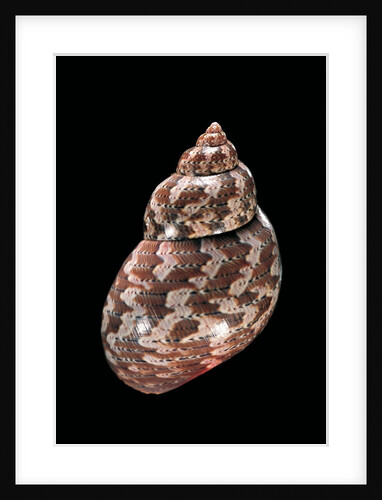 Phasianella australis by Anonymous