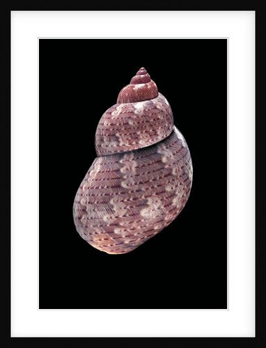 Phasianella australis by Anonymous