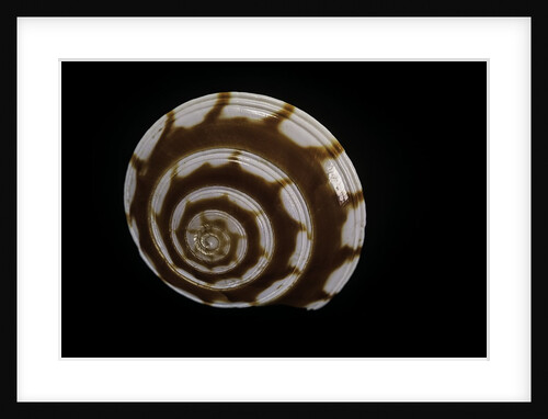 Philippia radiata by Anonymous