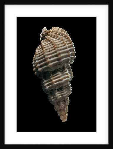 Phos senticosus by Anonymous