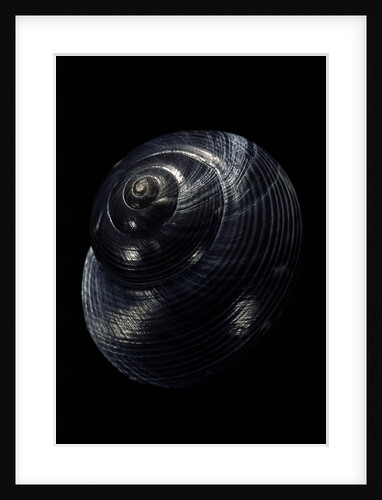 Photinula caerulescens by Anonymous