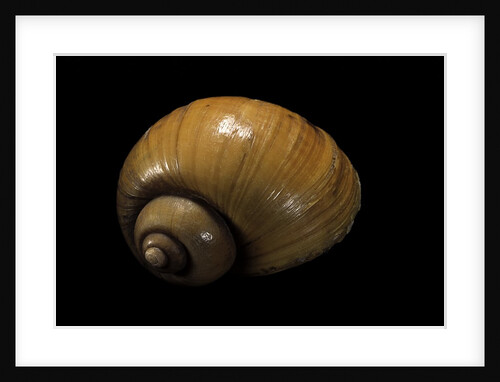 Pila ampullacea by Anonymous