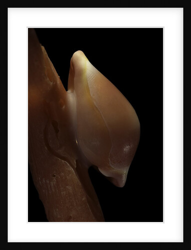 Pseudosimnia carnea by Anonymous