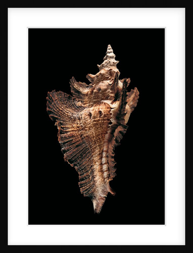 Pterynotus acanthopterus by Anonymous