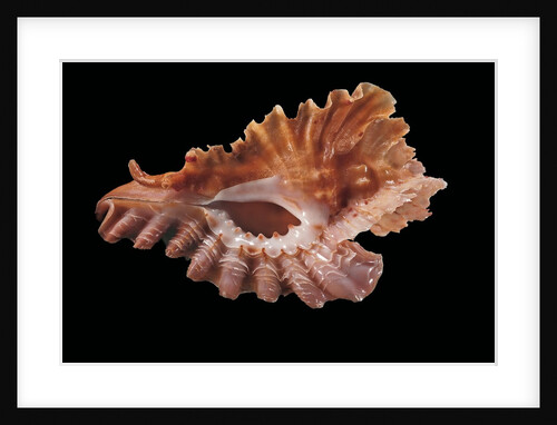 Pterynotus phyllopterus by Anonymous