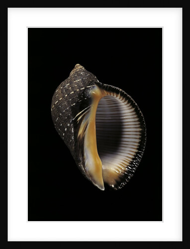 Purpura persica by Anonymous