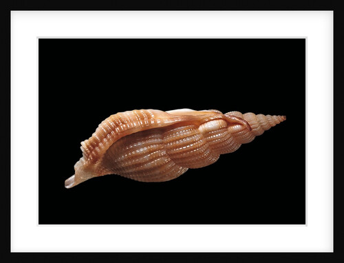 Rimella cancellata by Anonymous
