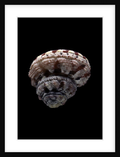 Rubritrochus pulcherrimus by Anonymous