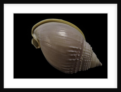 Semicassis semigranosum by Anonymous