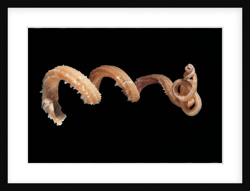 Siliquaria anguina by Anonymous