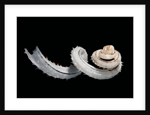 Siliquaria anguina by Anonymous