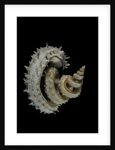 Siliquaria anguina by Anonymous