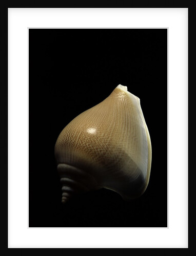 Strombus canarium by Anonymous