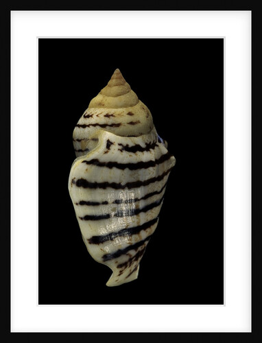 Strombus fasciatus elegans by Anonymous