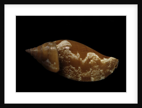 Strombus fragilis by Anonymous