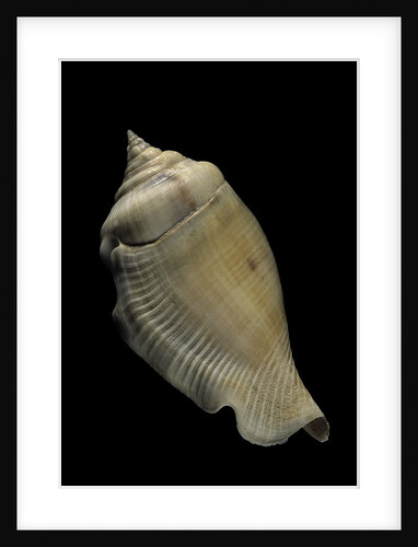 Strombus gibberulus by Anonymous