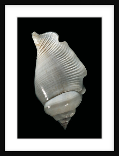 Strombus gibberulus albus by Anonymous