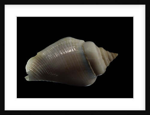 Strombus gibberulus albus by Anonymous