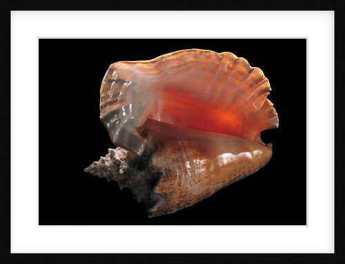 Strombus gigas by Anonymous