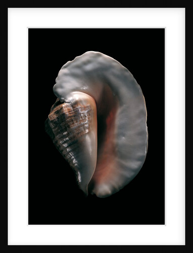 Strombus goliath by Anonymous