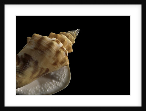 Strombus granulatus by Anonymous