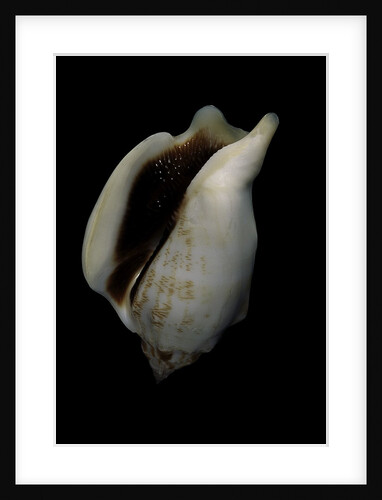 Strombus kleckamae boholensis by Anonymous