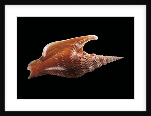 Strombus listeri by Anonymous
