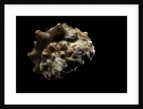 Strombus pipus by Anonymous
