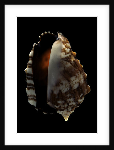 Strombus pipus by Anonymous