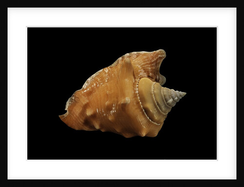 Strombus raninus by Anonymous