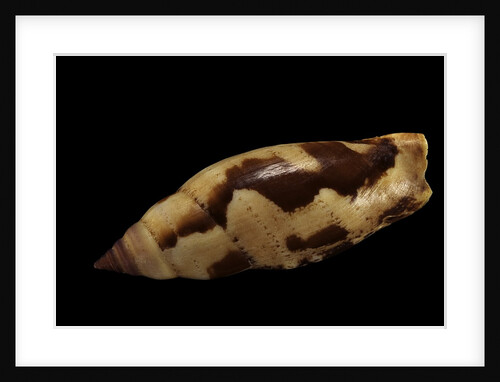 Strombus terebellatus by Anonymous