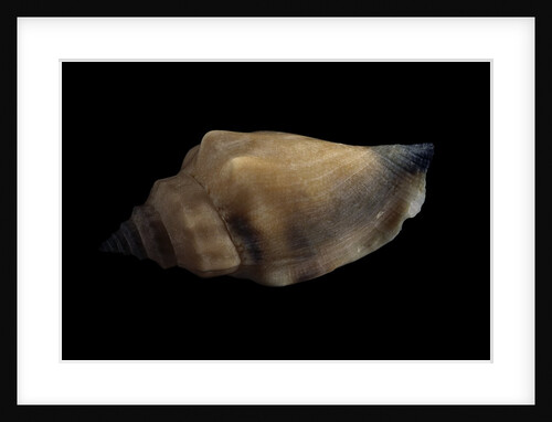 Strombus urceus by Anonymous