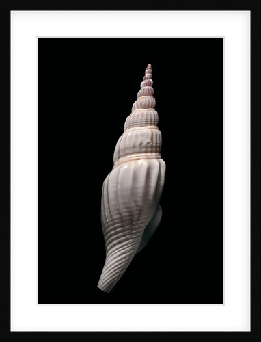 Strombus vittatus vittatus by Anonymous