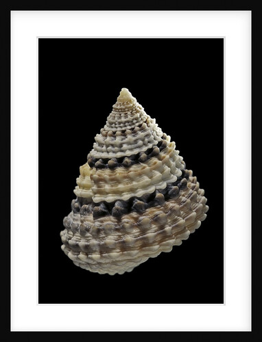 Tectarius coronatus by Anonymous