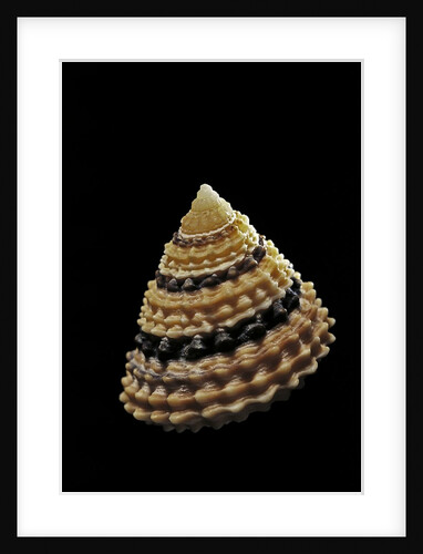 Tectarius coronatus by Anonymous
