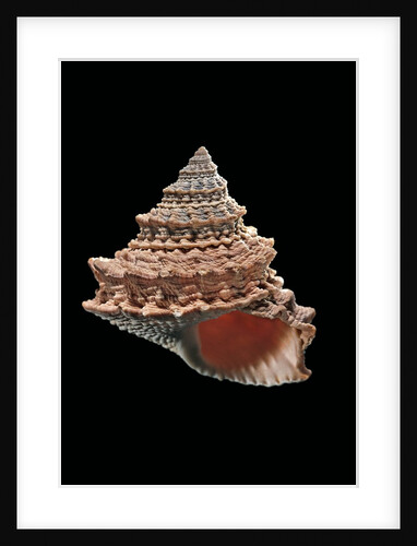Tectarius pagodus by Anonymous