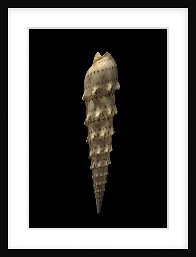 Terebra crenulata by Anonymous