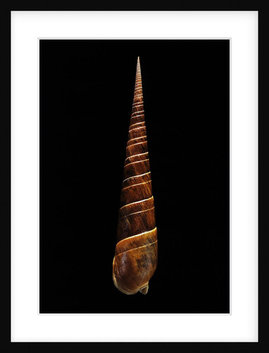 Terebra dimidiata by Anonymous