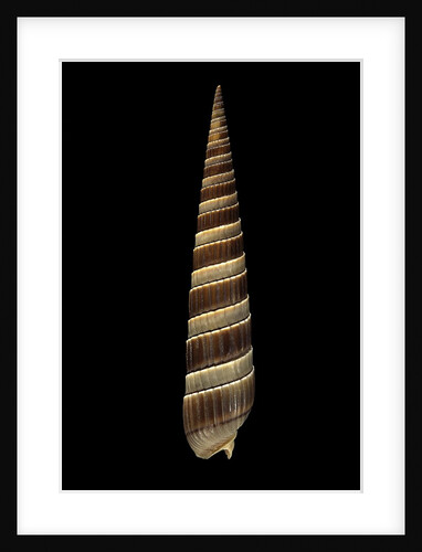 Terebra duplicata by Anonymous