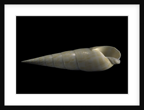 Terebra maculata by Anonymous