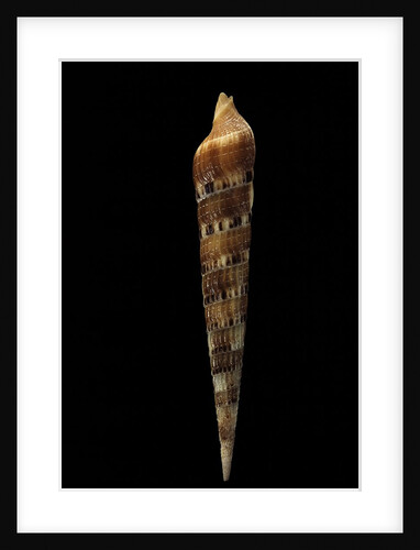 Terebra pertusa by Anonymous